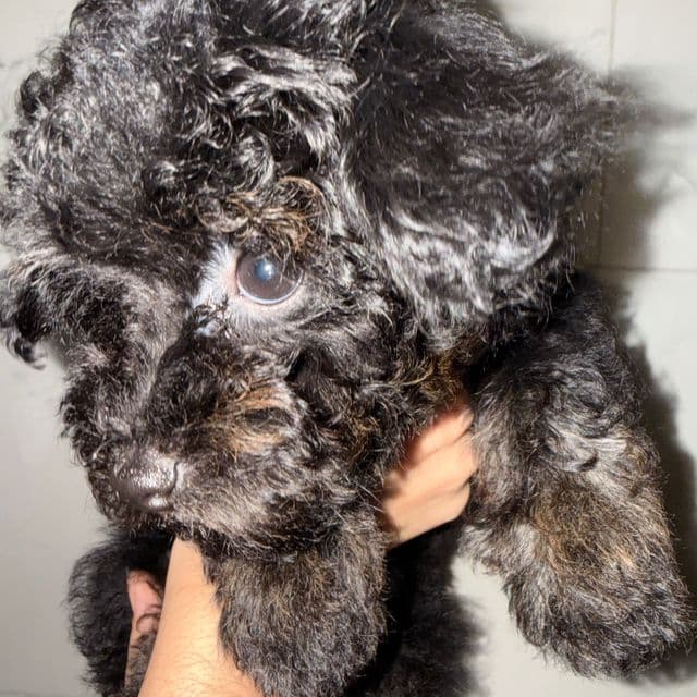 Rain - Toy Poodle Female