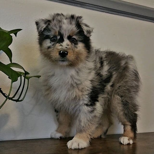 Female 1  - Australian Shepherd Female