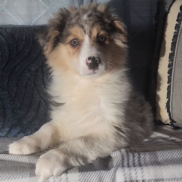 Merle Male 2 - Australian Shepherd Male