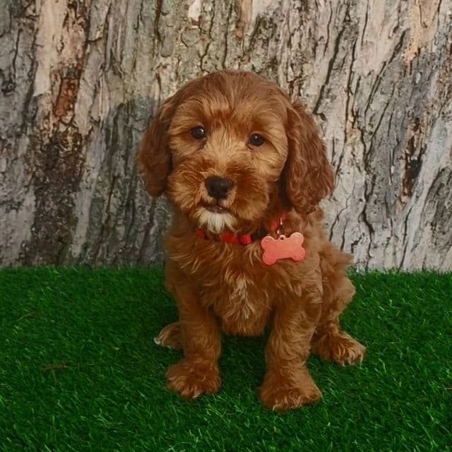 Tucker - Goldendoodle Male