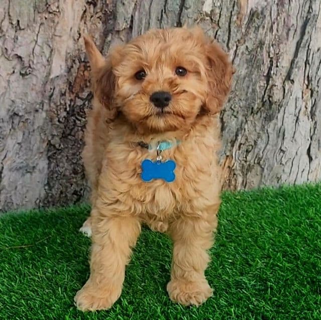 Simon - Goldendoodle Male