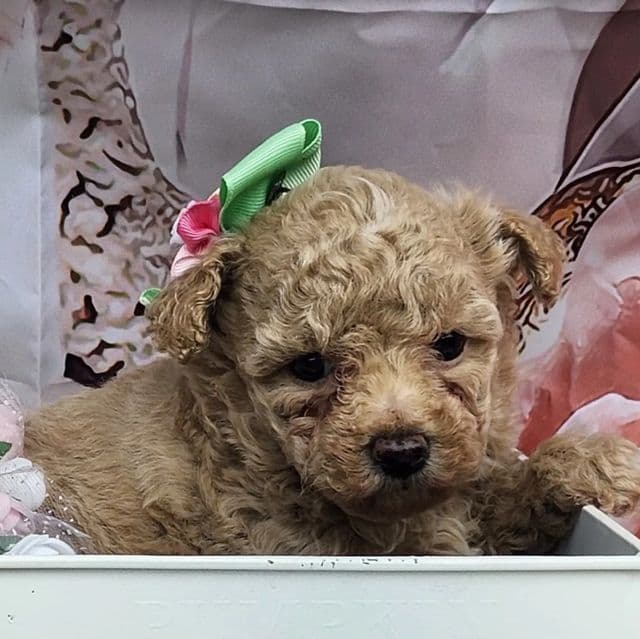 Vivi - Toy Poodle Female
