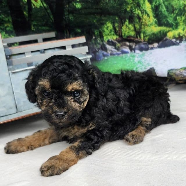 Tyson - Toy Poodle Male