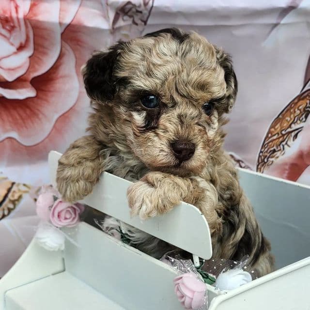 Ginny - Toy Poodle Female