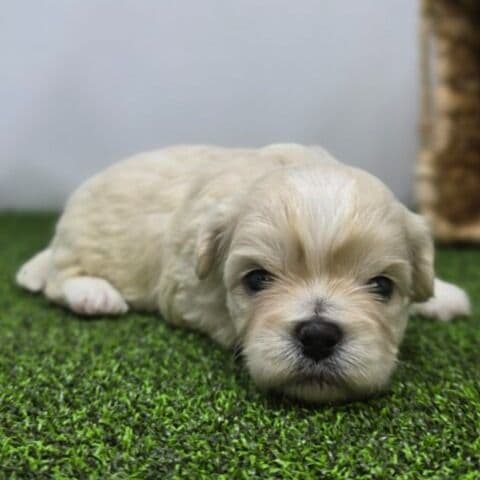 Alice - Bichon Frise Female