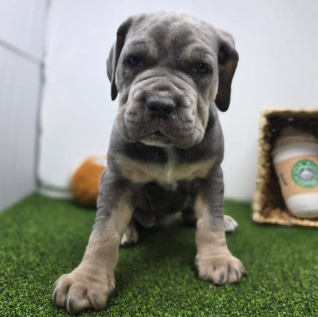 Willow - Cane Corso Female