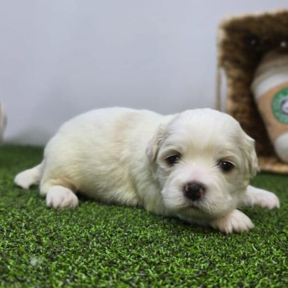 Owen - Bichon Frise Male