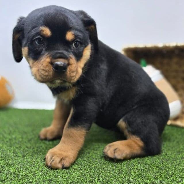 Artemis - Rottweiler Female