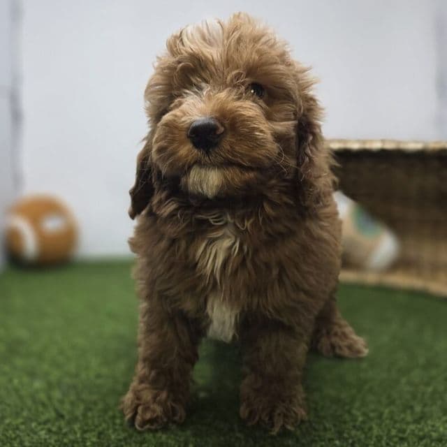 Carter - Goldendoodle Male