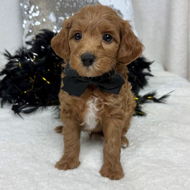 Brinley Black Boy - Goldendoodle Male