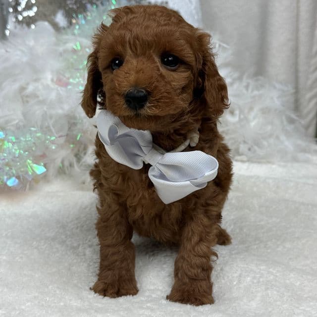 Brinley White Boy - Goldendoodle Male
