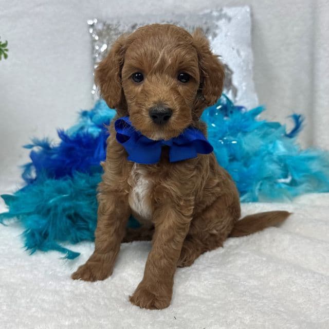 Brinley Blue Boy - Goldendoodle Male
