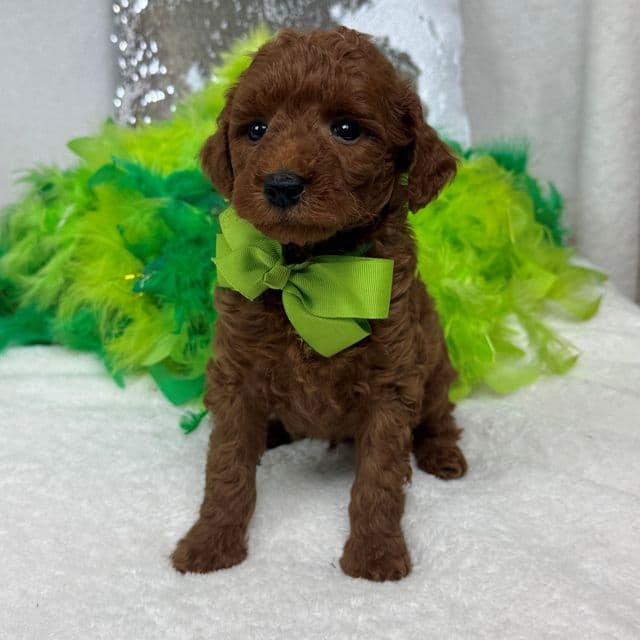 Brinley Green Boy - Goldendoodle Male