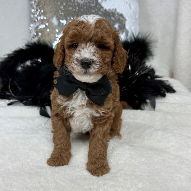 Tilly Black Boy - Toy Poodle Male