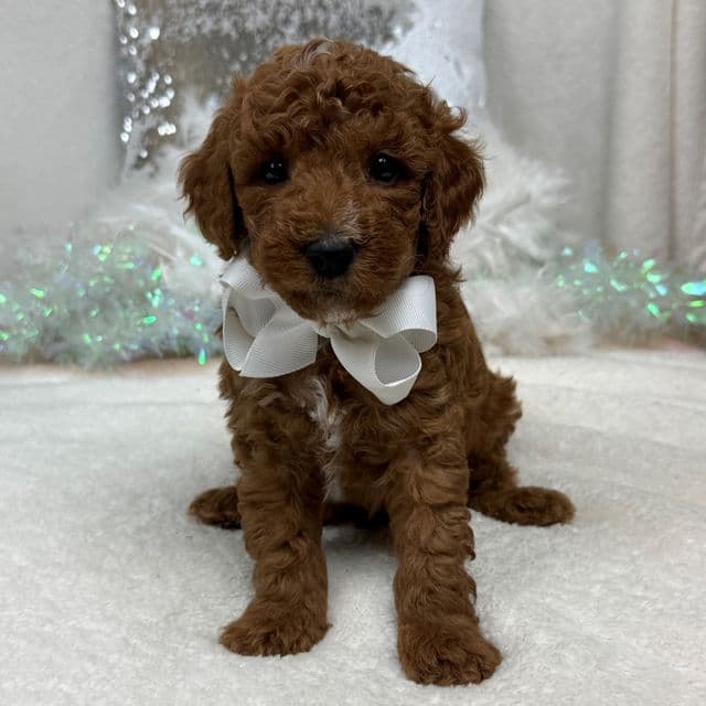 Tilly White Boy - Toy Poodle Male
