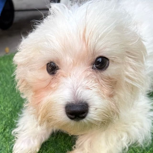 Frosty - Maltese Male