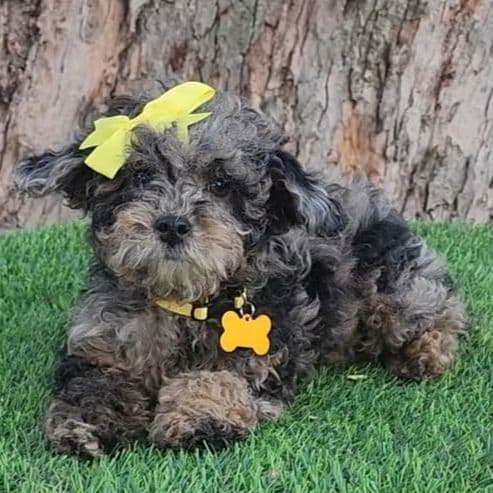 Pink Bow ( Mini Poodle ) - Toy Poodle Female