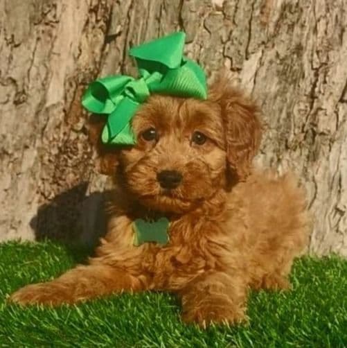 Abigail(mini) - Goldendoodle Female