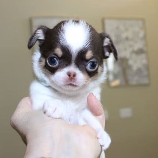 Ferrari - Chihuahua Male