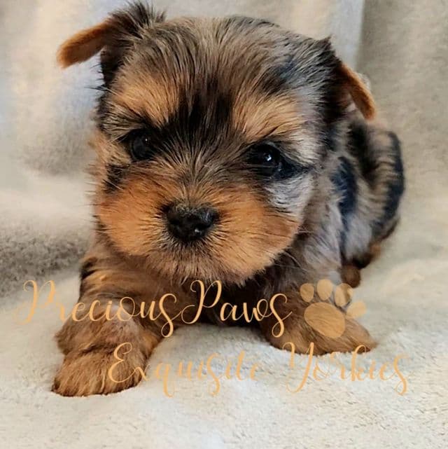 Jolie - Yorkshire Terrier Female