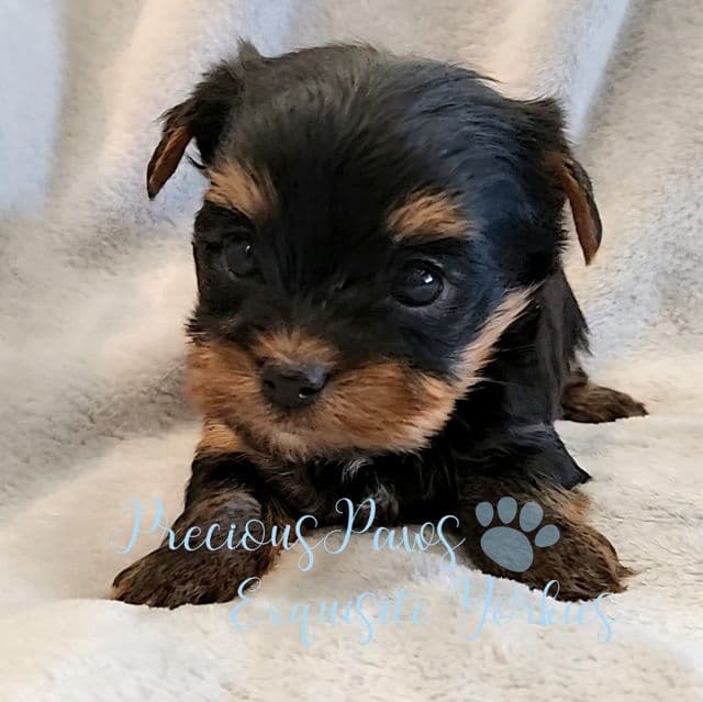 Jasper - Yorkshire Terrier Male