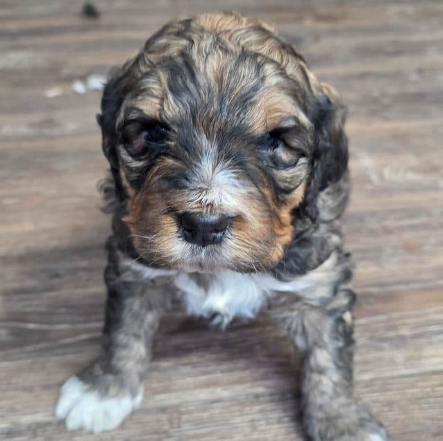 Valentino - Bernedoodle Male