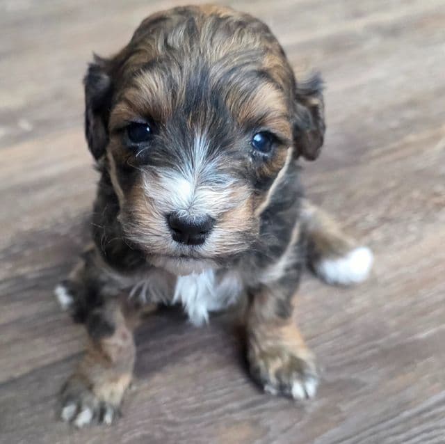 Baby - Bernedoodle Female