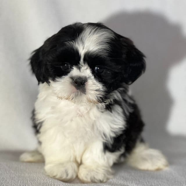 Jeminia - Shichon Female