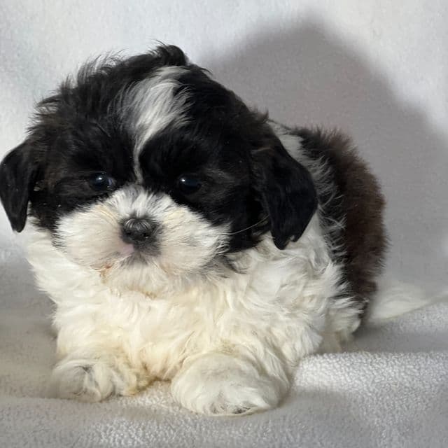 Jolene - Shichon Female
