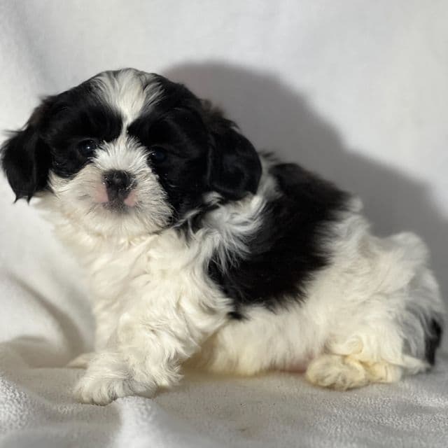 Jesse - Shichon Male