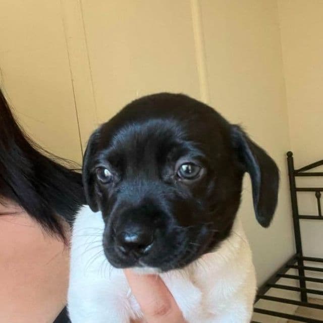 Rocket - Rat Terrier Male