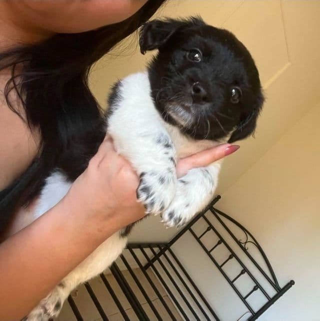 Lilly - Rat Terrier Female