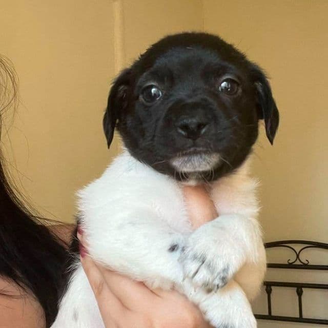 Chubs - Rat Terrier Male