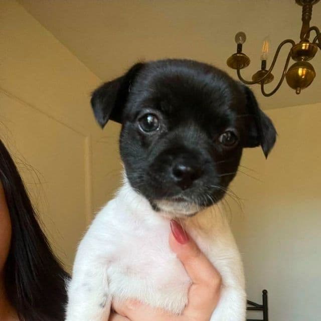 Daisey - Rat Terrier Female