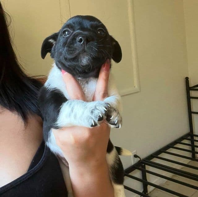 Pepper - Rat Terrier Male