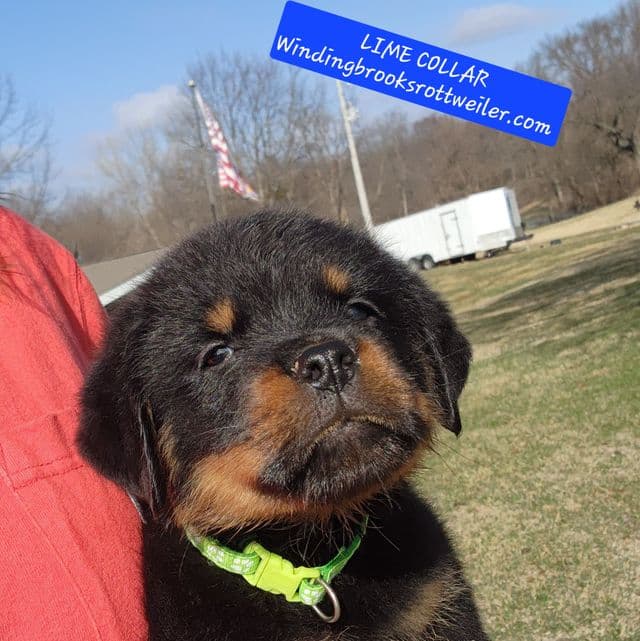 Lime collar - Rottweiler Male