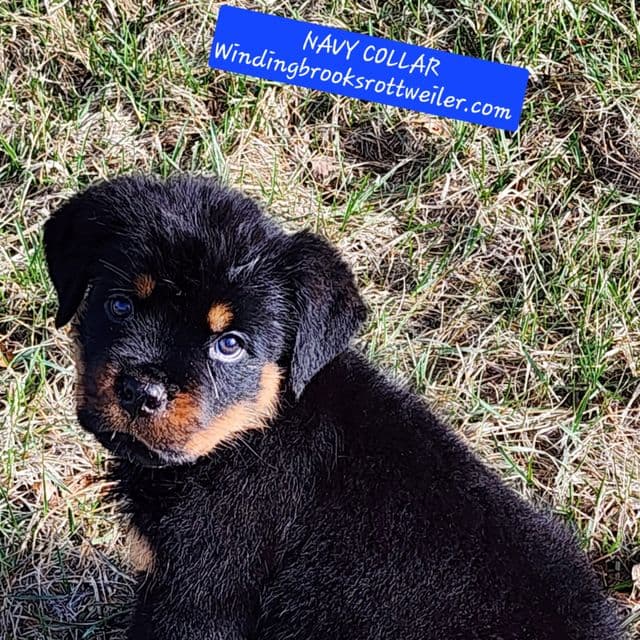 Navy collar - Rottweiler Male
