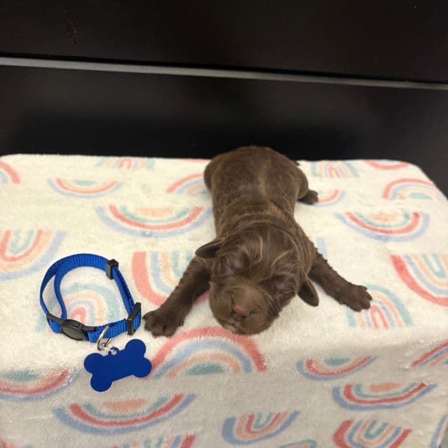 Bear - Newfoundland Male