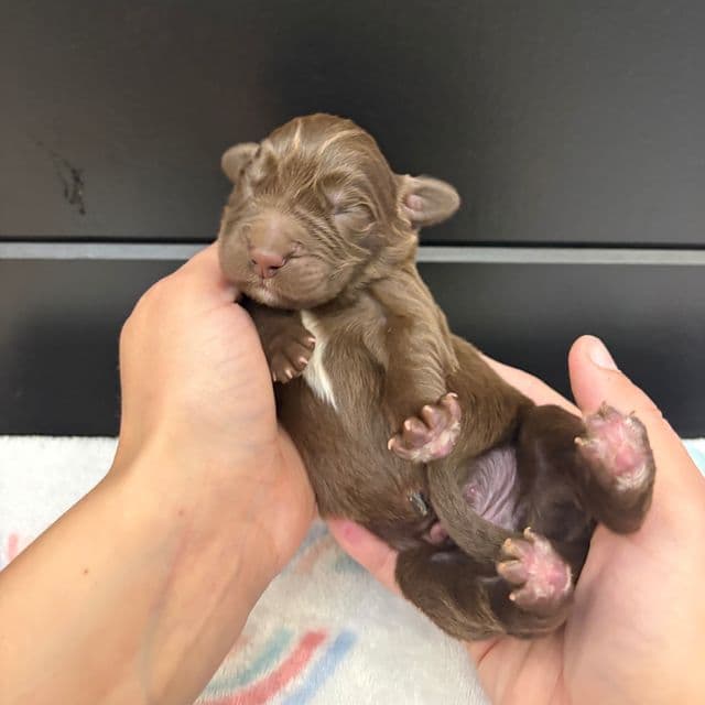 Bear - Newfoundland Male