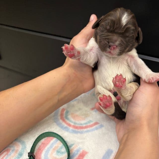 Blaze  - Newfoundland Male