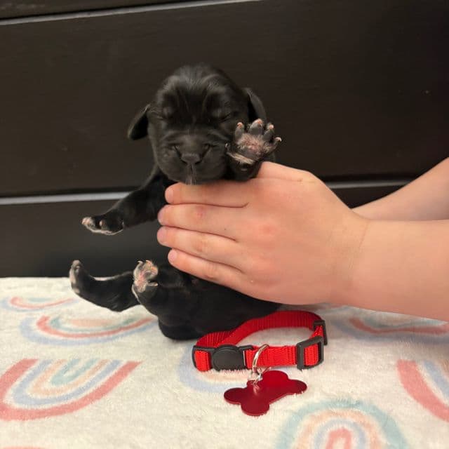 Bae  - Newfoundland Female