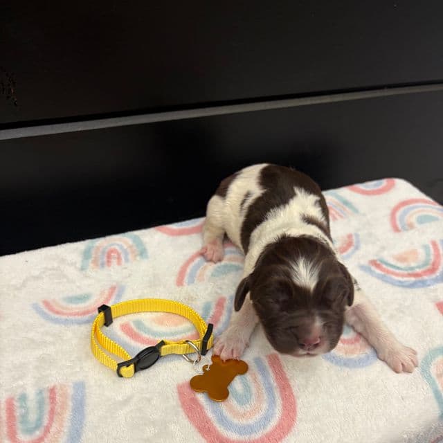 Brooklyn  - Newfoundland Female