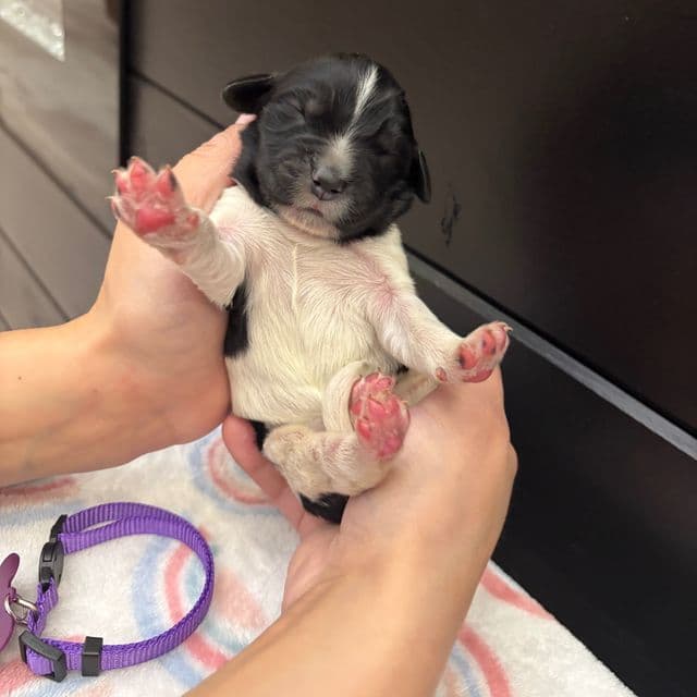 Blossom  - Newfoundland Female