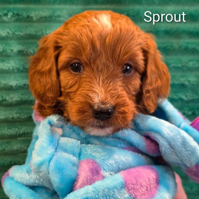 Sprout-mini - Goldendoodle Male