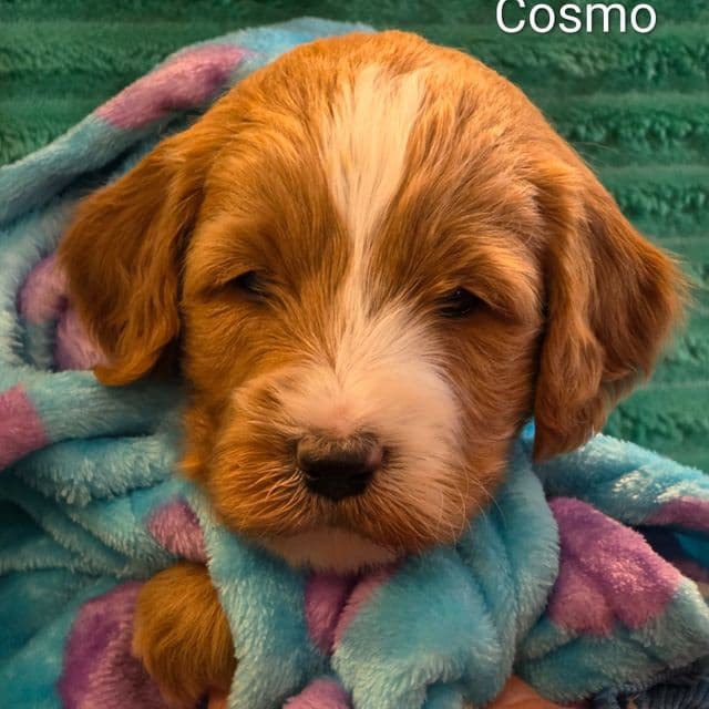 Cosmo-mini - Goldendoodle Male