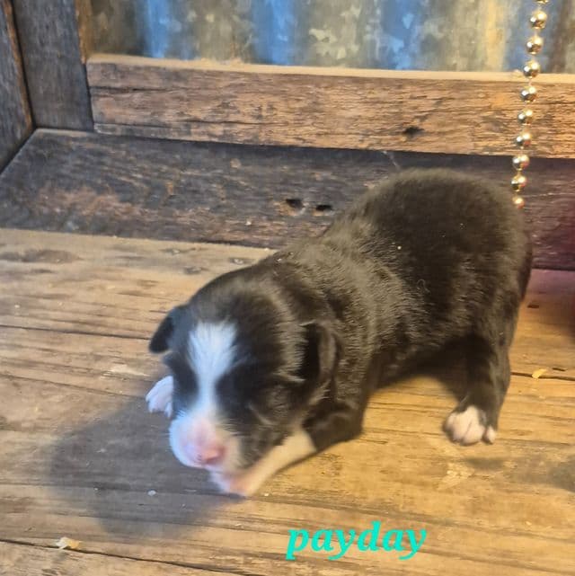 Payday - Miniature American Shepherd (Mini Aussie) Female
