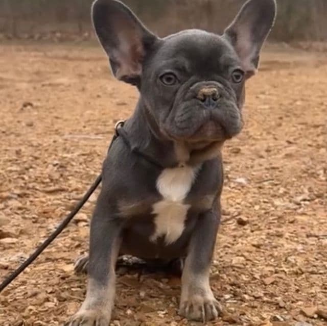 Evie - French Bulldog Female