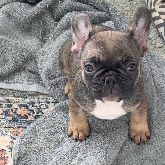 Reba - French Bulldog Female