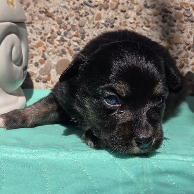 Paisley - Miniature American Shepherd (Mini Aussie) Female