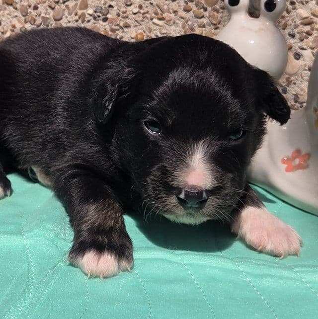 Phoenix - Miniature American Shepherd (Mini Aussie) Male